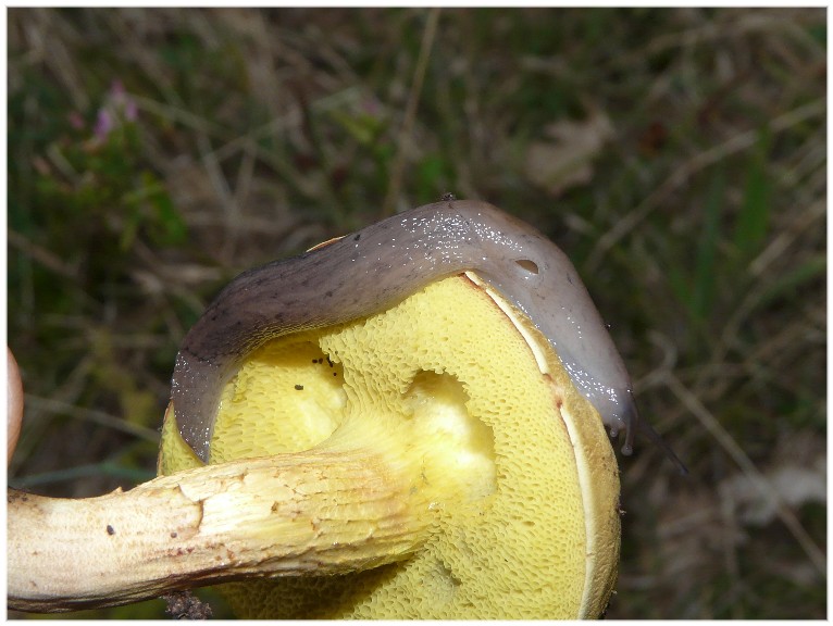 Alcuni Limax millepunctatus dal Gargano (FG)